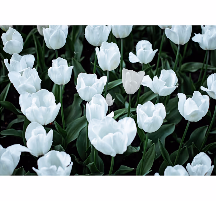 Fototapete blumen elegante weiße tulpen - TenStickers