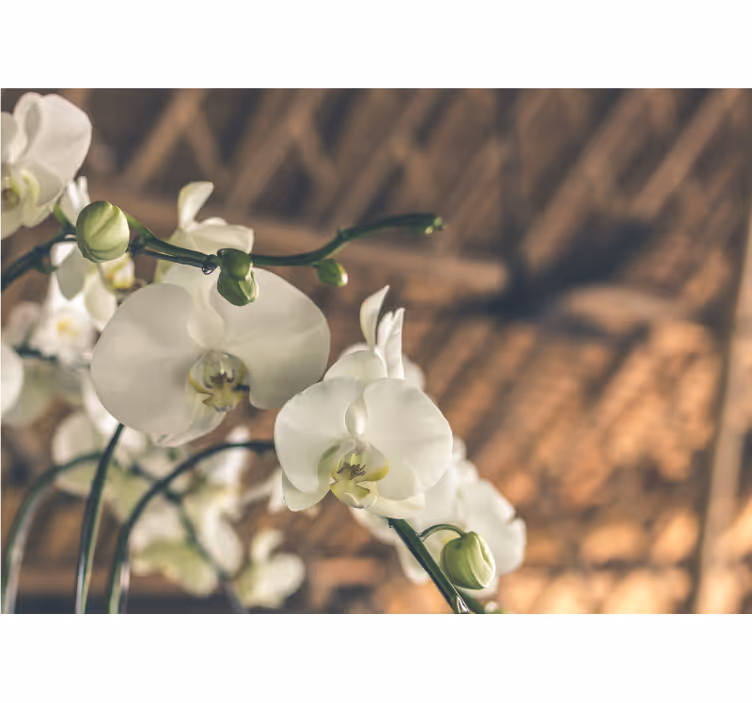 Fototapete orchidee elegante orchideenblüten - TenStickers