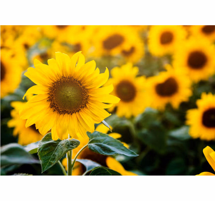 Fototapete Andere Blumen Sonnenblumenfeld hautnah - TenStickers