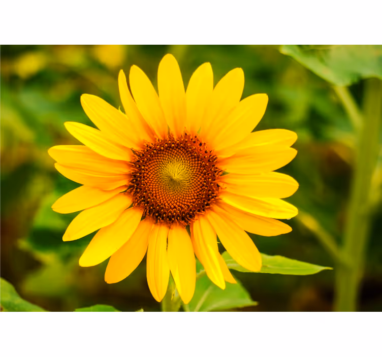 Fototapete Andere Blumen Eine einfache sonnenblume - TenStickers