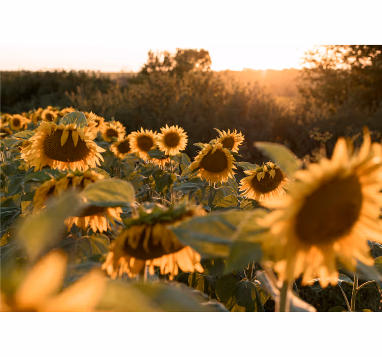 Fototapete Andere Blumen Sonnenblumen sonnenschein - TenStickers