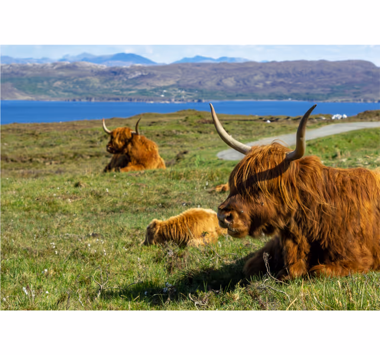 Fototapete natur mit weidenden highland-rindern - TenStickers