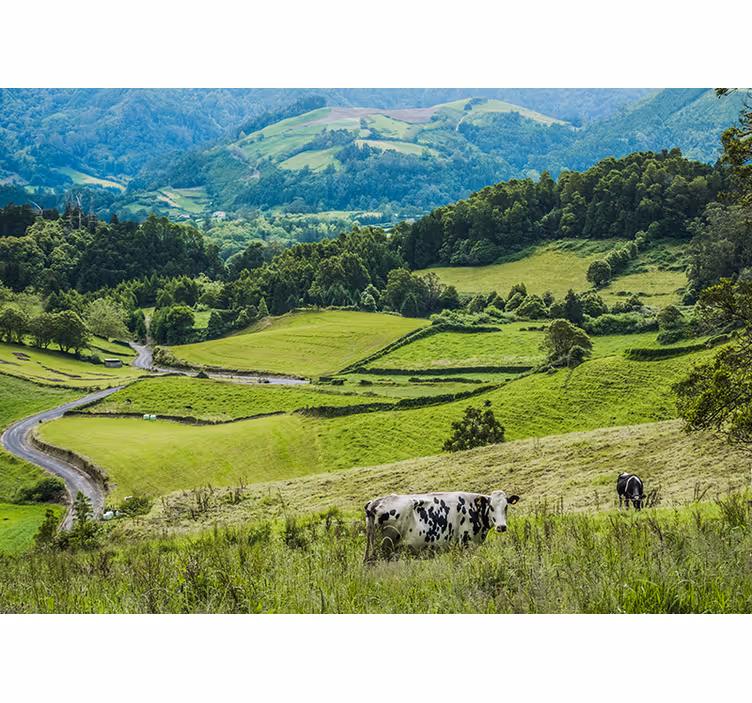 Fototapete landschaft rollende grüne felder - TenStickers