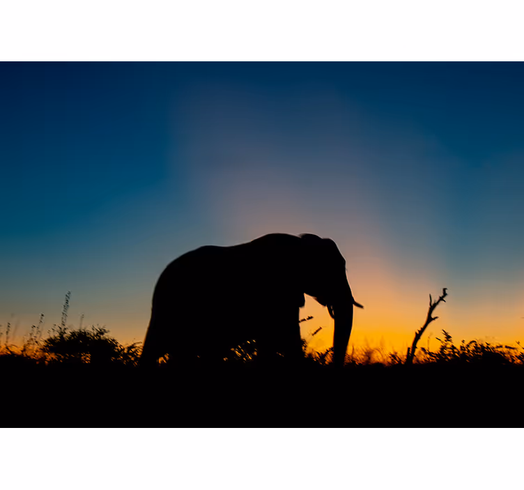 Fototapete tiere elefant silhouette sonnenuntergang - TenStickers