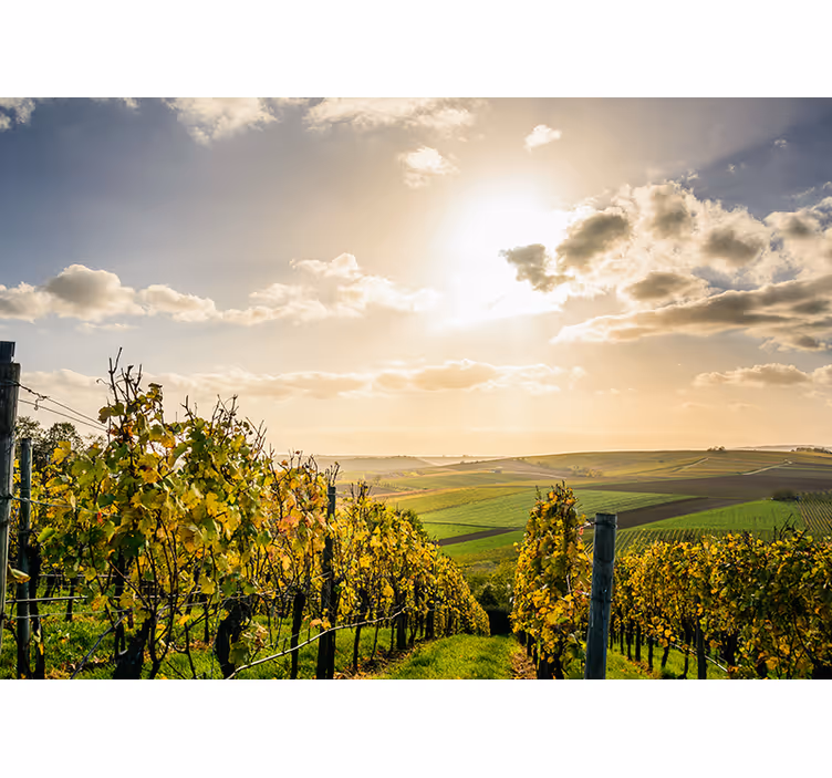 Fototapete Natur Weinreben im sonnenuntergang - TenStickers