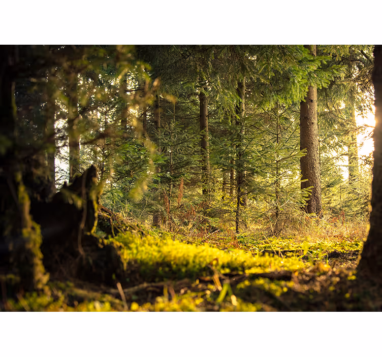 Fototapete wald friedliche grüne landschaft - TenStickers