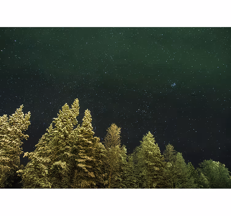 Fototapete wald sternen-kiefernwald - TenStickers