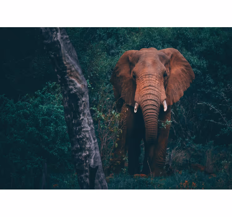 Fototapete tiere majestätische elefantenpräsenz - TenStickers