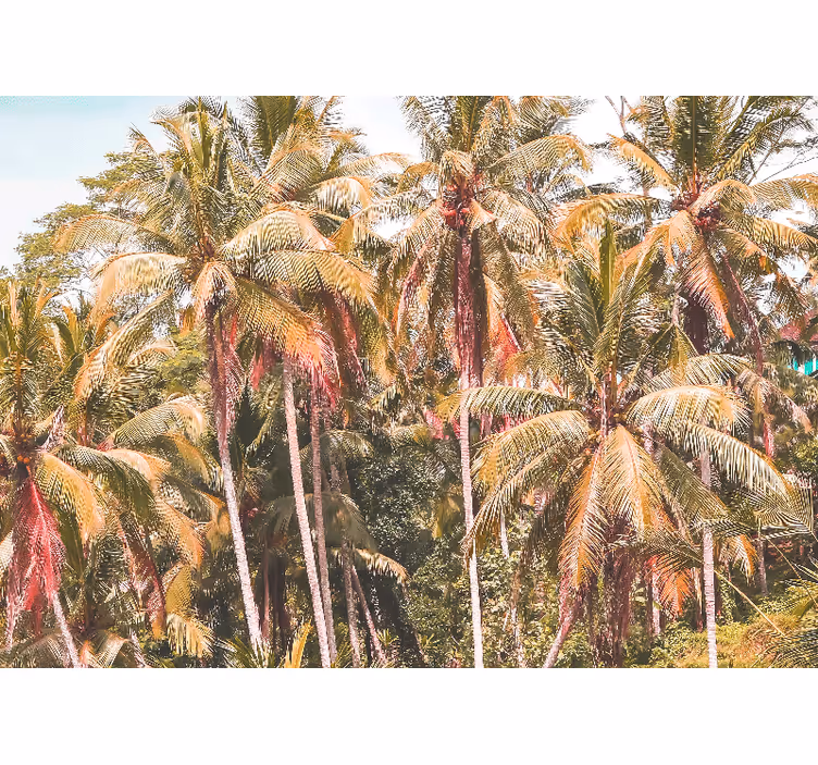 Fototapete natur üppiger palmenwald - TenStickers