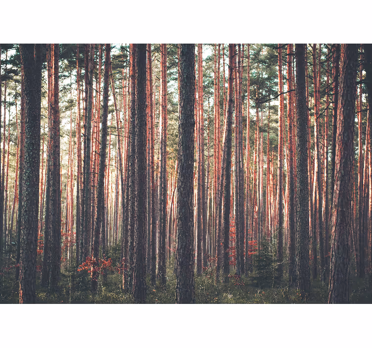 Fototapete wald ruhige kiefernwälder - TenStickers