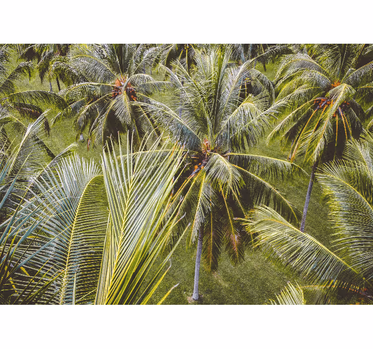 Fototapete natur mit üppigen palmblättern - TenStickers