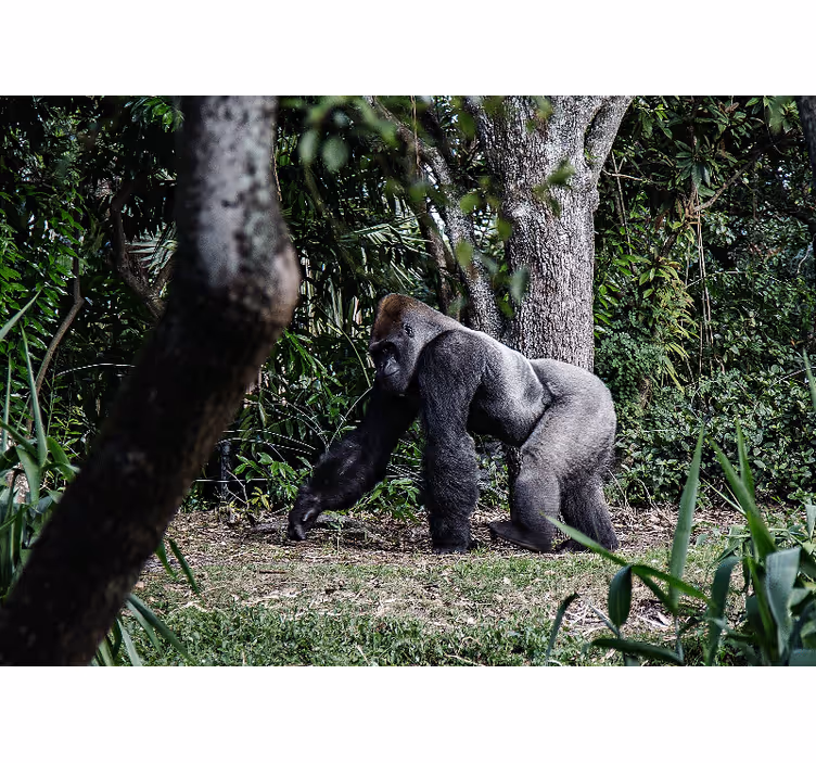 Fototapete Wohnzimmer Silberner schwarzer gorilla neben bäumen - TenStickers