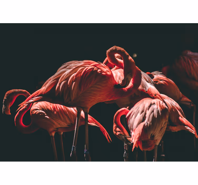 Fototapete tiere flamingo gelassenheit - TenStickers