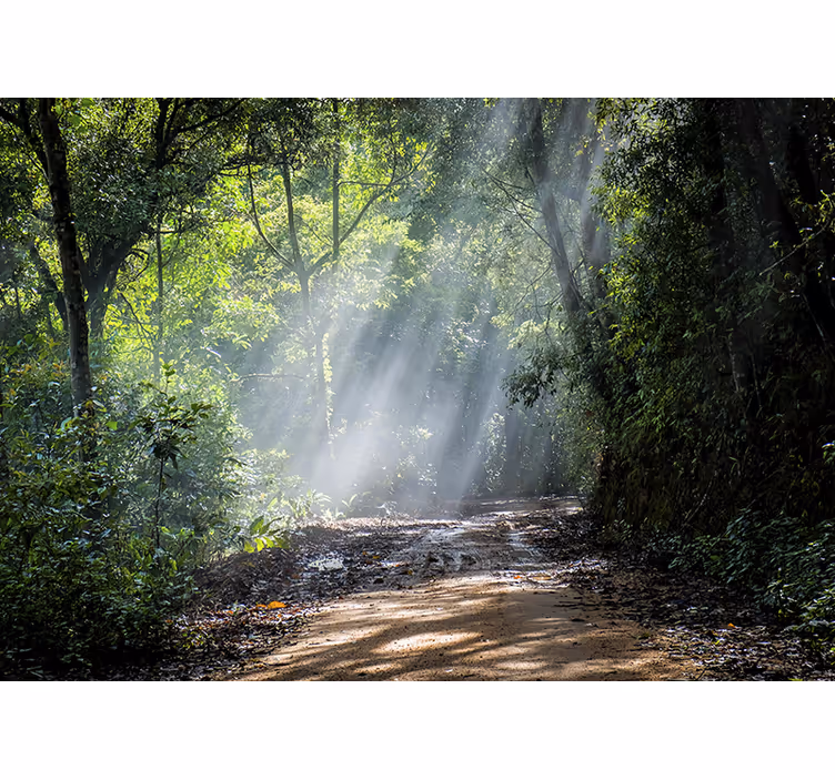 Fototapete Wald Licht mit sonne - TenStickers