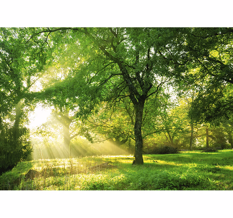 Fototapete Wald Sonnenstrahlen durch die bäume - TenStickers