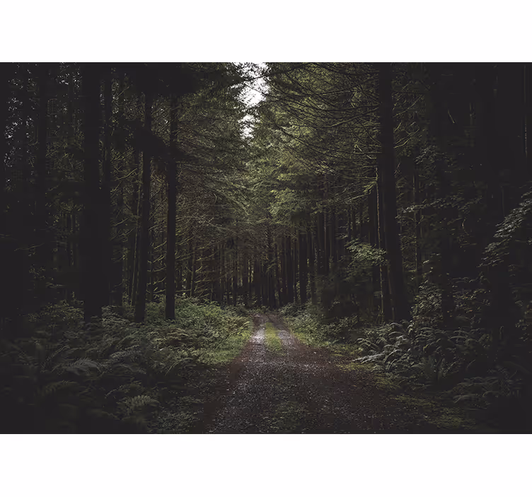 Fototapete Wald Straße durch einen dunklen wald - TenStickers