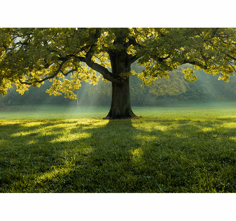 Fototapete natur majestätische baum-silhouette - TenStickers