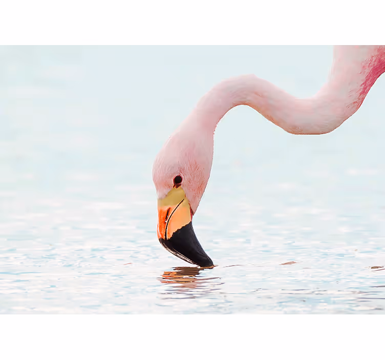Fototapete tiere flamingo wasserreflexion - TenStickers