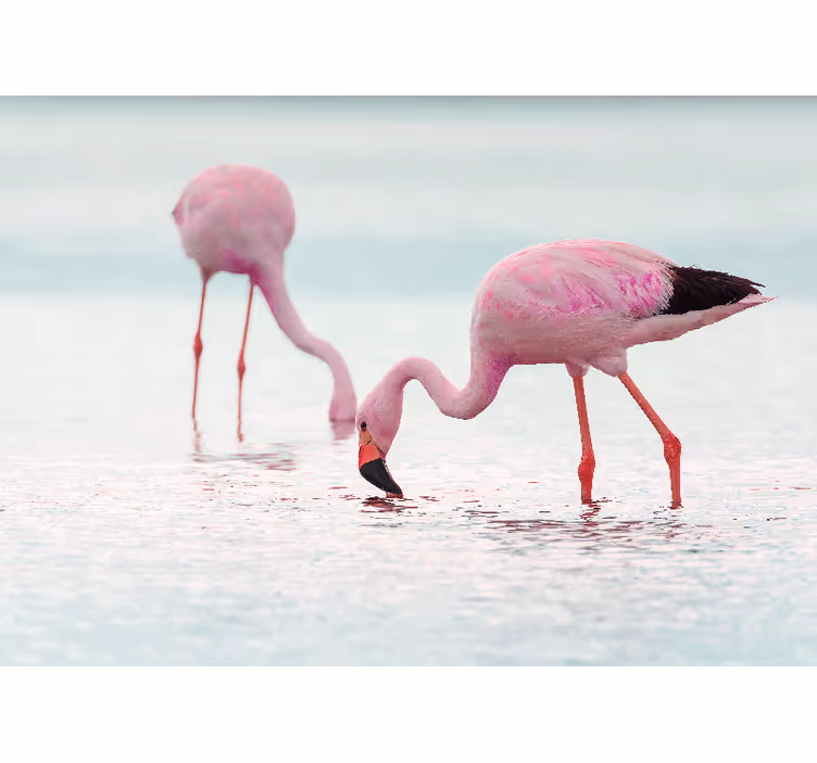 Fototapete tiere flamingos beim füttern - TenStickers