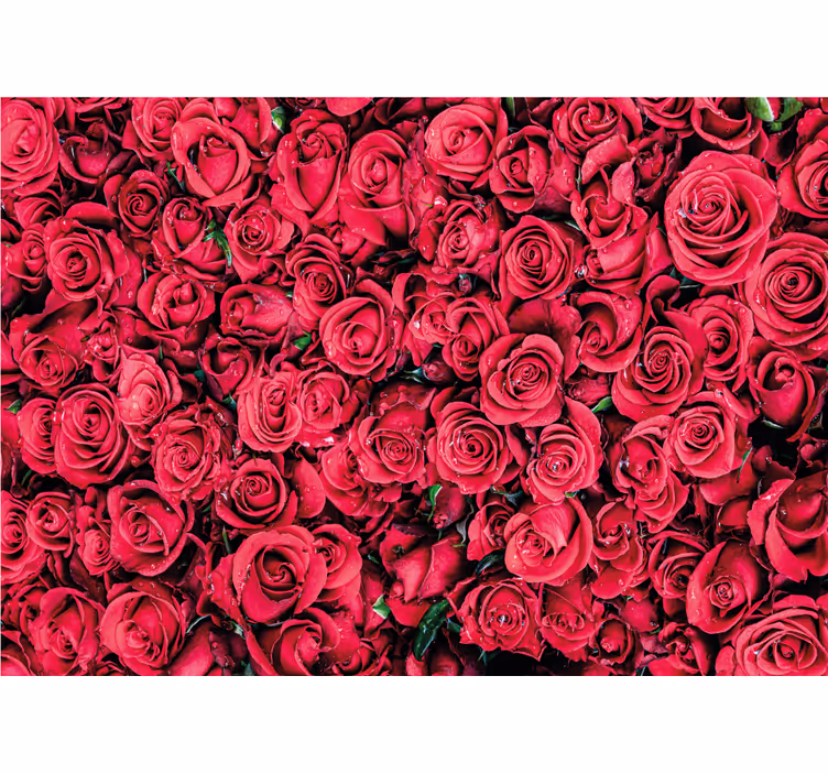 Fototapete rosen mit lebhaften rosenblüten - TenStickers