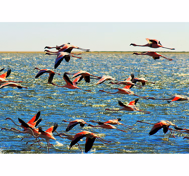 Fototapete tiere fliegende flamingos gruppe - TenStickers