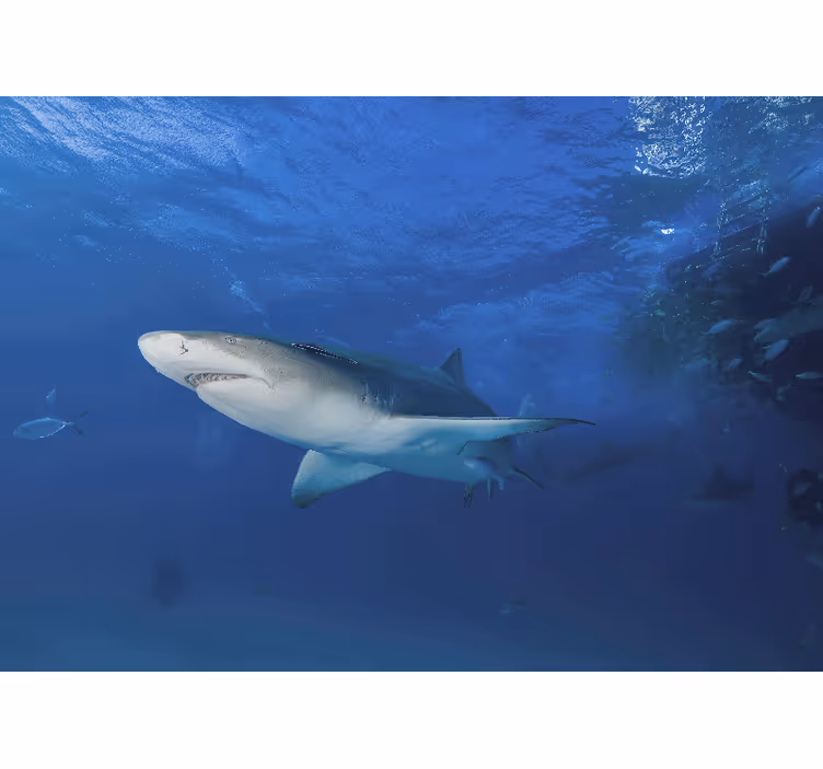 Fototapete tiere majestätische haifisch-erkundung - TenStickers