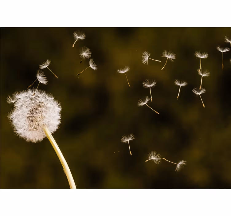 Fototapete Blumen Löwenzahn fliegt im wind - TenStickers