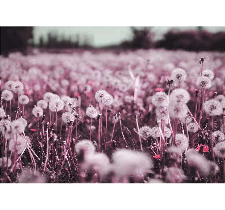 Fototapete Pusteblume lila feldszene - TenStickers