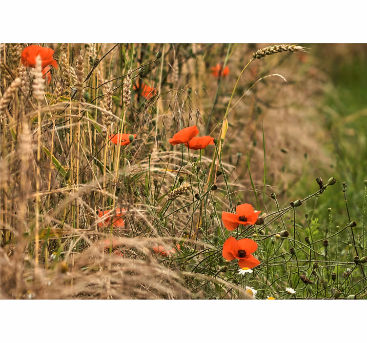 Fototapete mohnblumen wiesenruhe - TenStickers