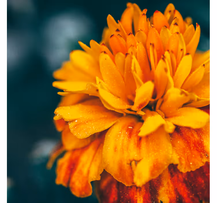 Fototapete blumen nahaufnahme einer orange blume - TenStickers