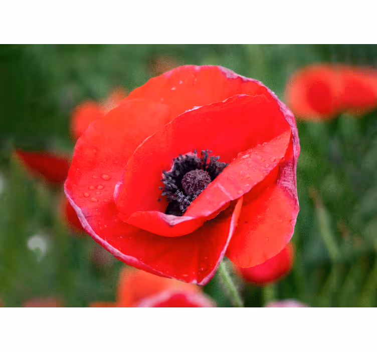 Fototapete mohnblumen rote mohnblüte - TenStickers