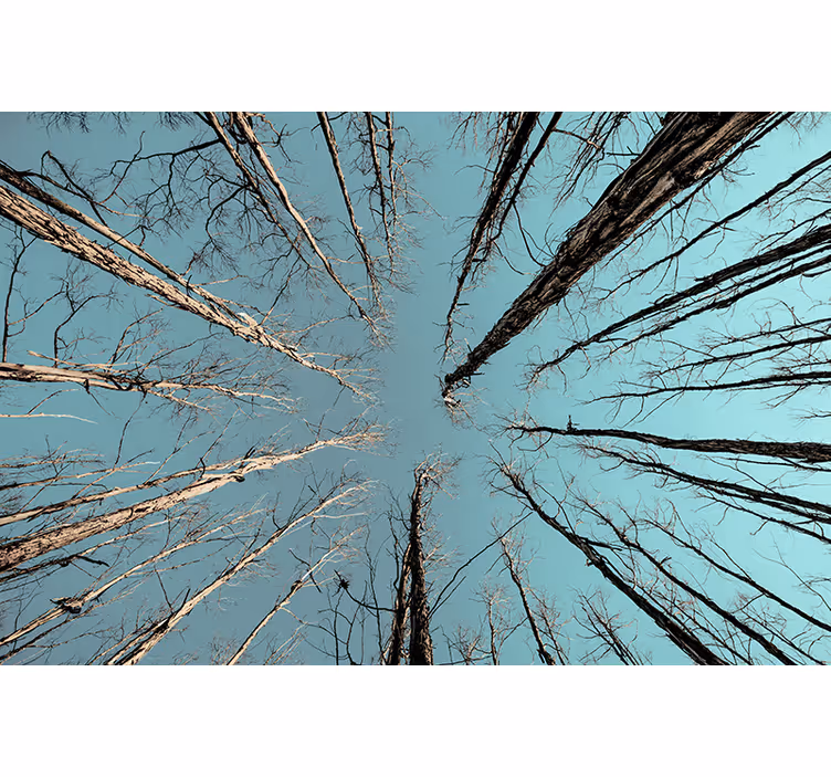 Fototapete baum bäume die den himmel erreichen - TenStickers