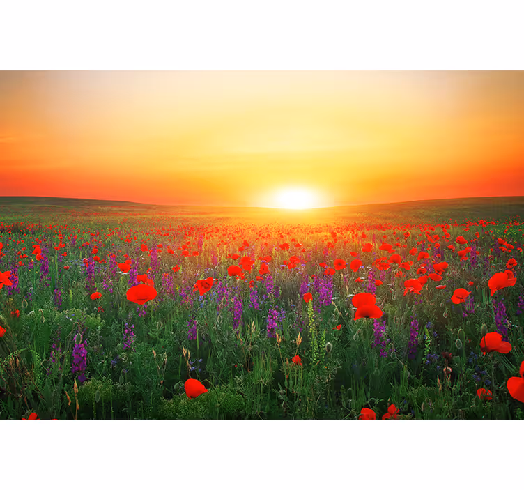 Fototapete Natur Rotes mohnfeld mit der sonne - TenStickers