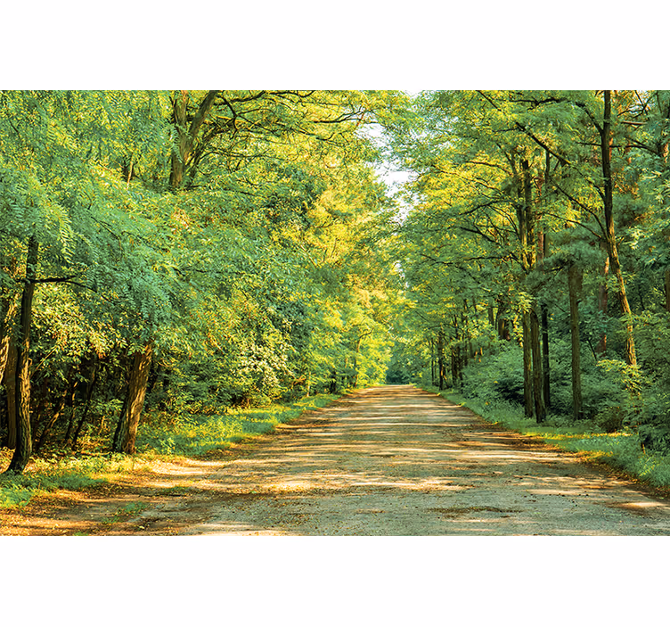 Fototapete Natur Grüner wald an einem sonnigen tag - TenStickers