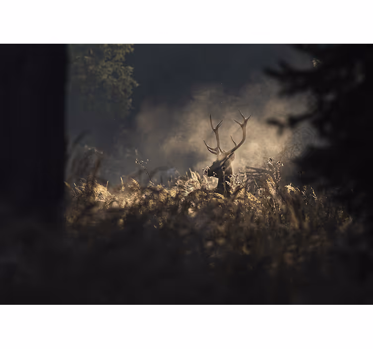 Fototapete Natur Morgennebelwald mit rehen - TenStickers