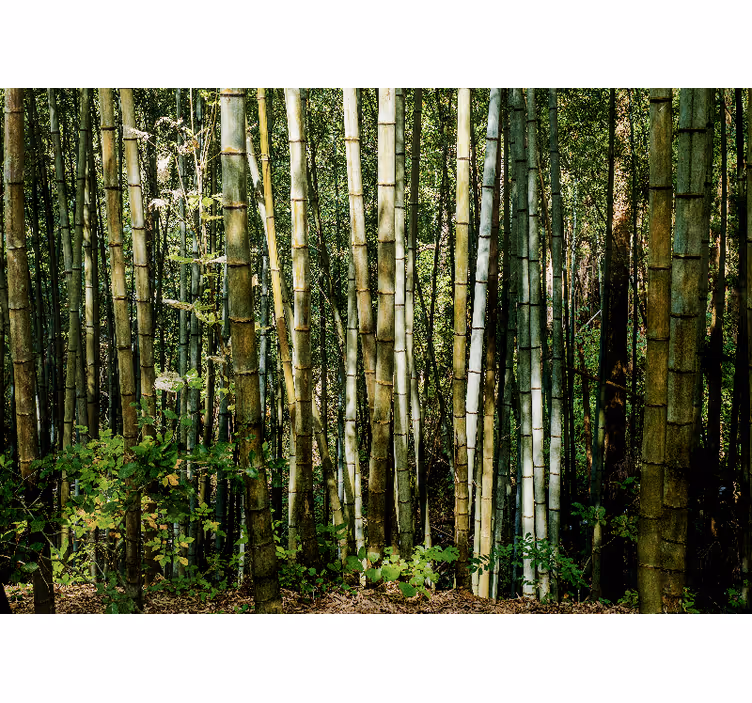 Fototapete bambus bambushain landschaft - TenStickers
