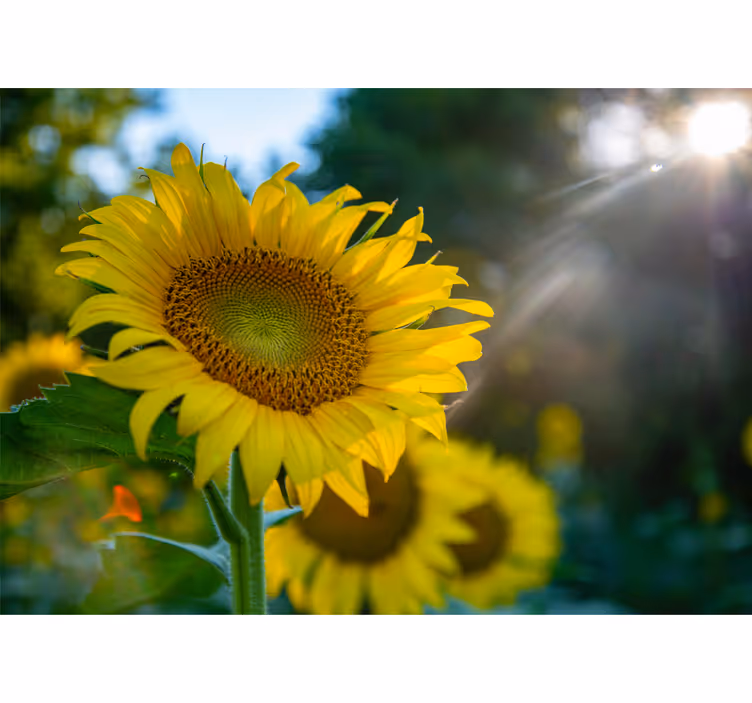 Fototapete blumen sonnenblumen in voller blüte - TenStickers