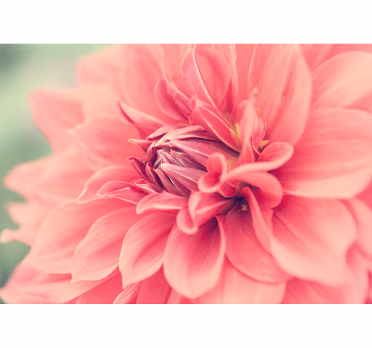 Fototapete blumen in leuchtendem pink-blütenzauber - TenStickers