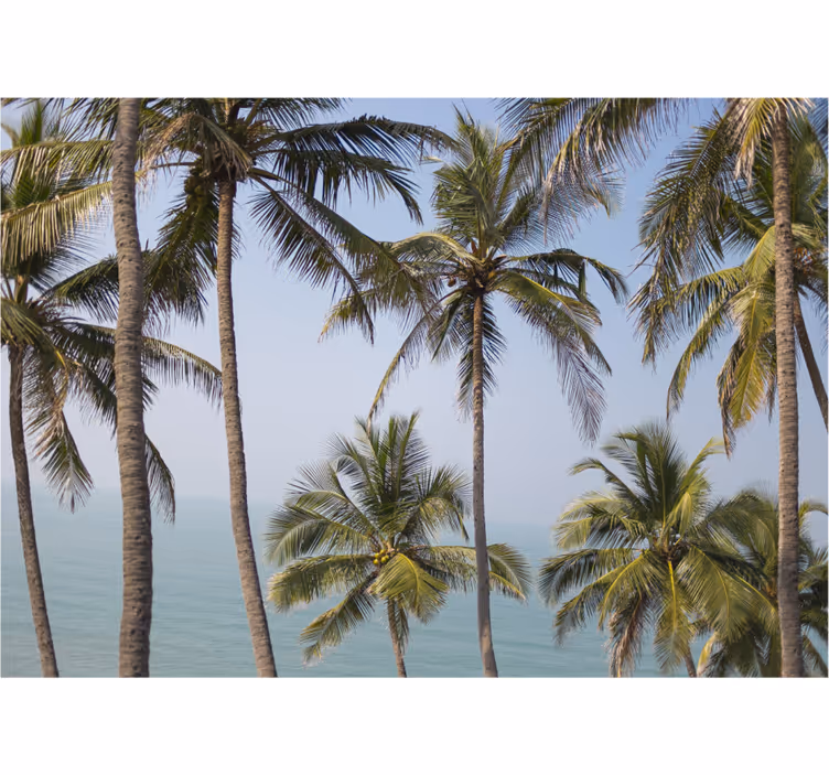 Fototapete natur palmenlandschaft - TenStickers