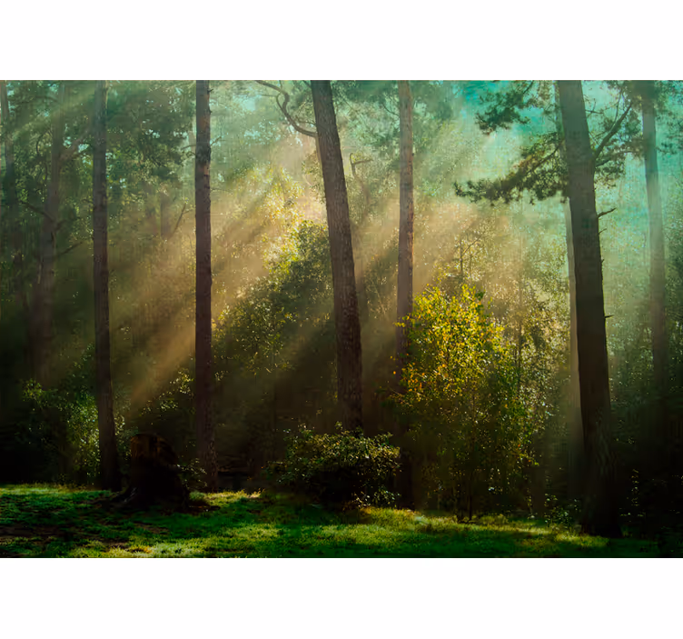 Fototapete wald bezaubernde waldszene - TenStickers