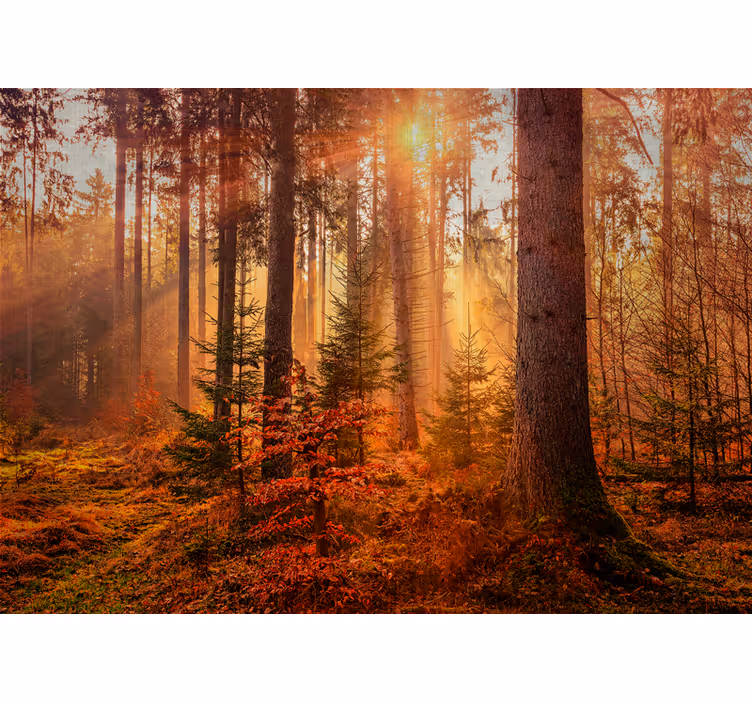 Fototapete wald mit strahlender waldbeleuchtung - TenStickers