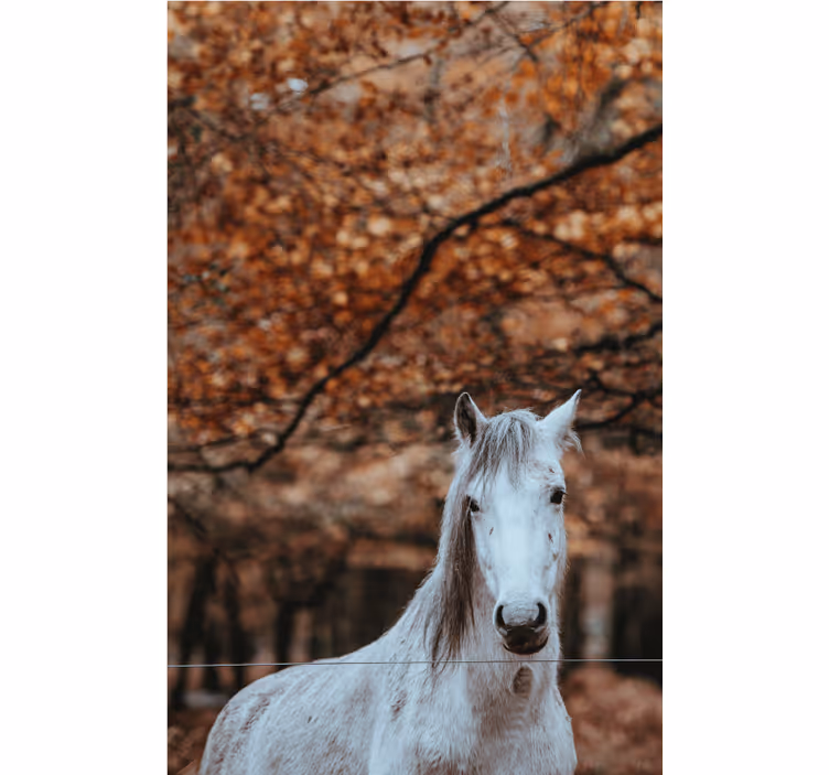 Fototapete Tiere majestätisches weißes pferd - TenStickers