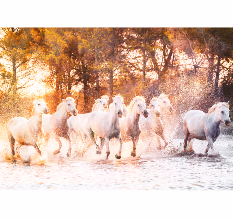 Fototapete tiere majestätische pferde im lauf - TenStickers