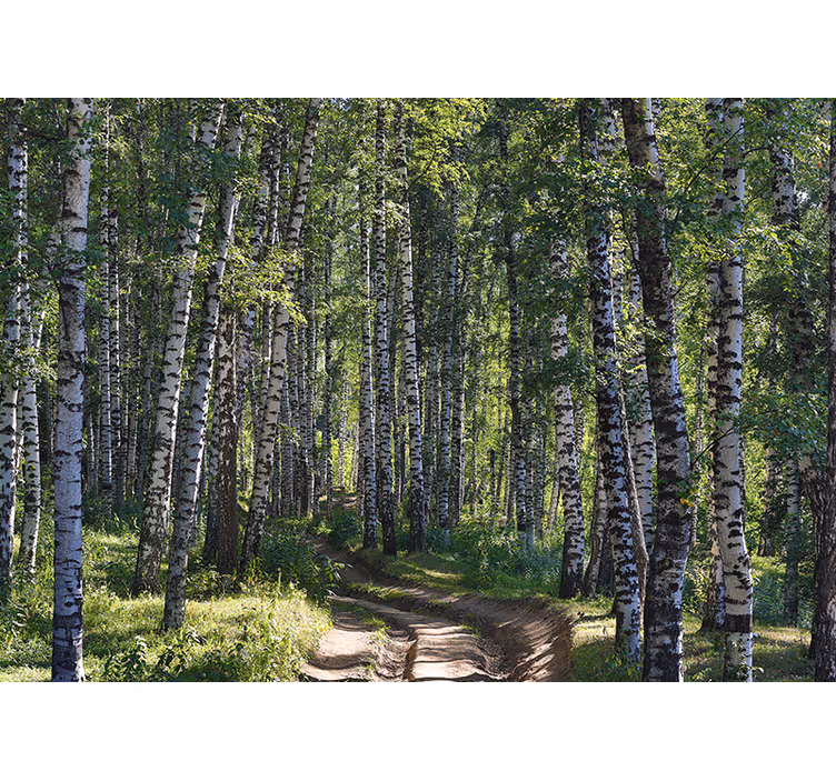 Fototapete natur ruhiger birkenwald - TenStickers