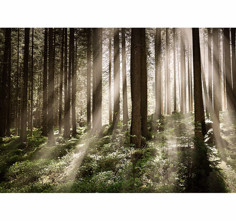 Fototapete wald mit leuchtenden strahlen - TenStickers