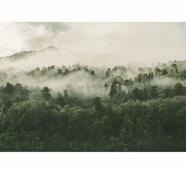 Fototapete natur nebeliger waldblick - TenStickers