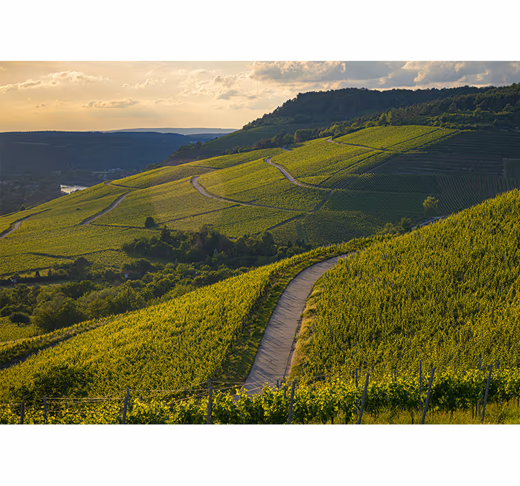 Fototapete Wald Grüne Wiesen Landschaft - TenStickers