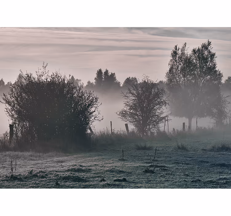 Fototapete Wald Große bäume auf einem feld mit nebel - TenStickers