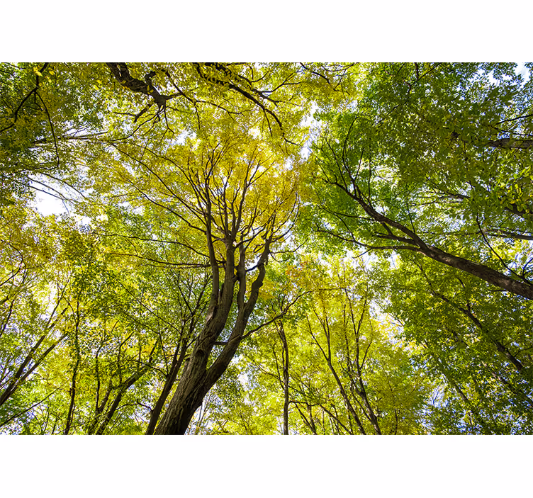 Fototapete natur üppiges baumdach - TenStickers
