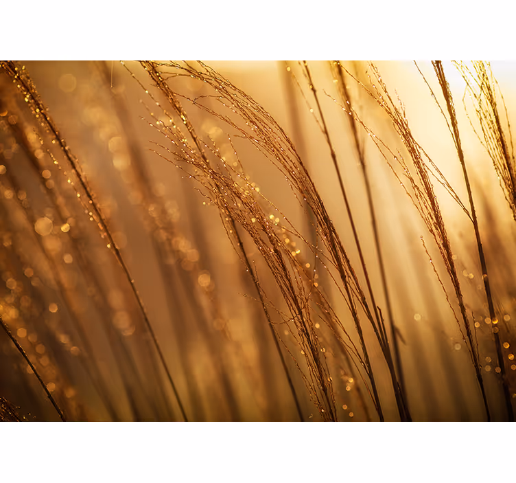 Fototapete Natur Warmes pampasgras - TenStickers